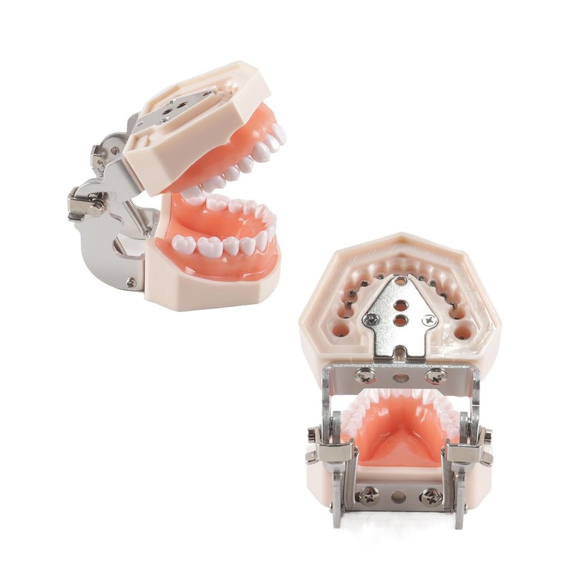 Hoite Dental Typodont Teeth Model 28 PCS Spare Teeth for