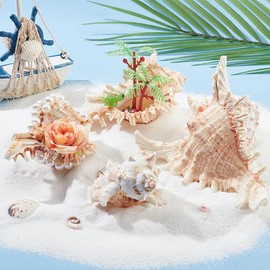 PH PandaHall 4pcs Conch Sea Shells, 2.4-4.7inch Natural Beach Seashells Succulent Planters Decorative Holder for Vase Filler Fish Tank Aquarium Home Garden Table Decor Beach Theme Wedding Party