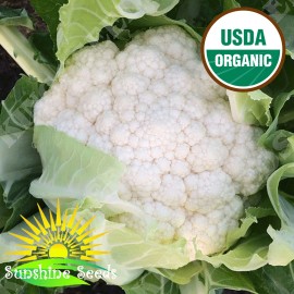 Sunshine Seeds Snowball Y Cauliflower Seeds (100) / ORGANIC / FLORIDA GROWN / HEIRLOOM