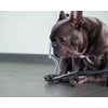 PetCords Dog And Cat Cord Protector- Protects Your Pets From