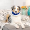 Huxley & Kent Ruff Pet Scrunchy | Hanukkah (Large) |