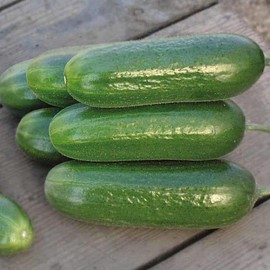 KIRA SEEDS - Seeds Indoor Cucumber Market - Self-Pollinated - Heirloom Vegetable - GMO Free