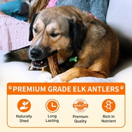 Tibetan Elk Antler for Dogs, Grade-A, 6", Pack of 1 (Whole)