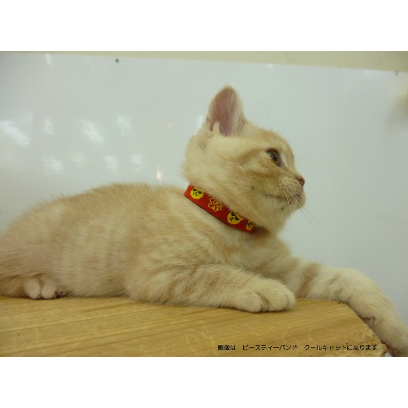 Beastie Bands Cat Collar Bubble Duck