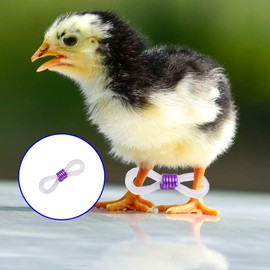 100 Pcs Adjustable Chicken Leg Bands, Newly Hatched Chick Spraddle Leg Hobble Splay for 1-3 Days Chick Ducks Birds