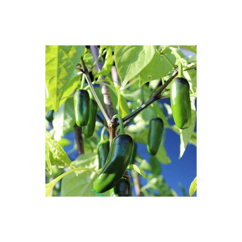 Chili UNK Chilli Seeds