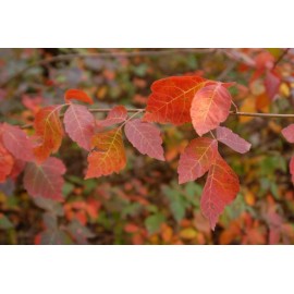 shrub 10 FRAGRANT LEMON SUMAC Cuttings Rhus Aromatica Plant Permaculture Bush Shrub