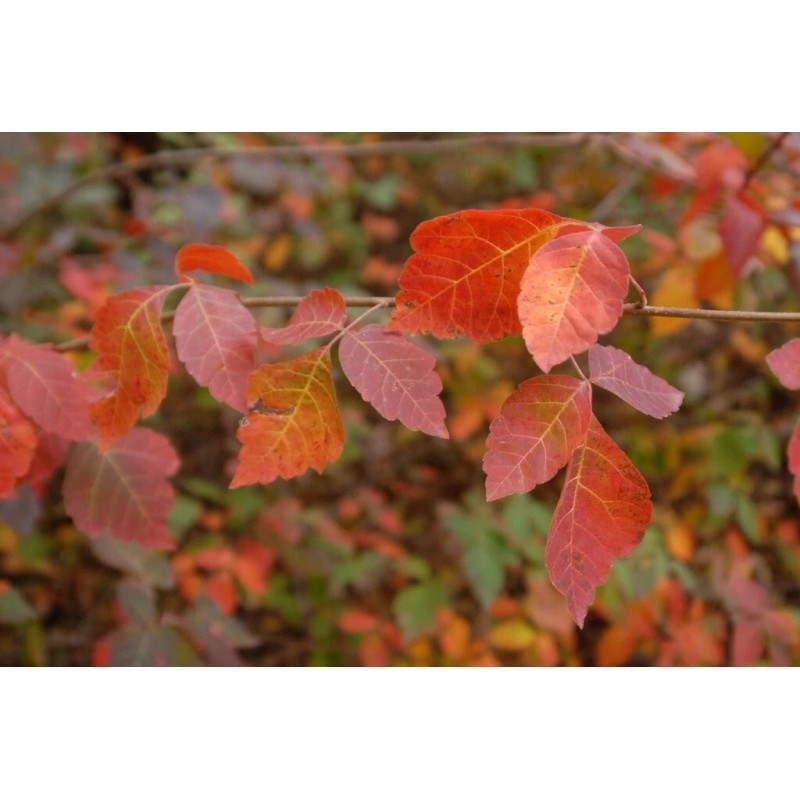 shrub 10 FRAGRANT LEMON SUMAC Cuttings Rhus Aromatica Plant Permaculture