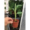 Unbranded FHIA-03 “Sweetheart” Dwarf Banana Plant – RARE Dwarf Banana