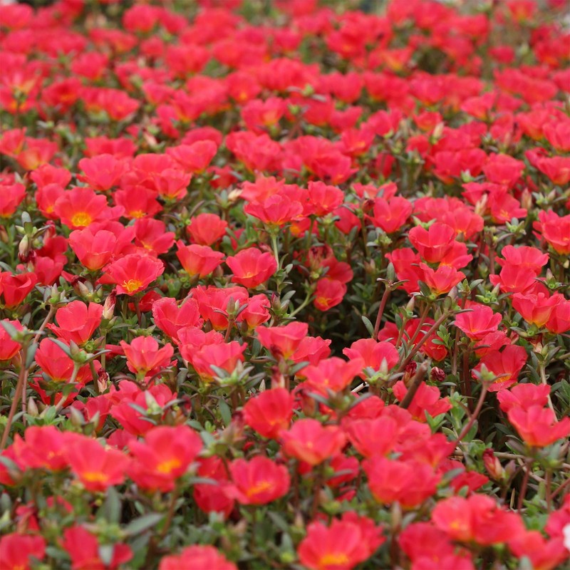 Outsidepride Purslane Toucan Scarlet - 200 Seeds