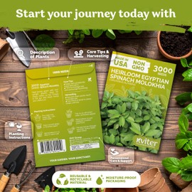 KVITER 3000 Egyptian Spinach Seeds - Molokhia (Corchorus Olitorius) – Jute Leaves, Ewedu, Rau Day, Saluyot Vegetable Seed – Non GMO & Heirloom Vegetable Seeds for Planting Outdoors & Indoors