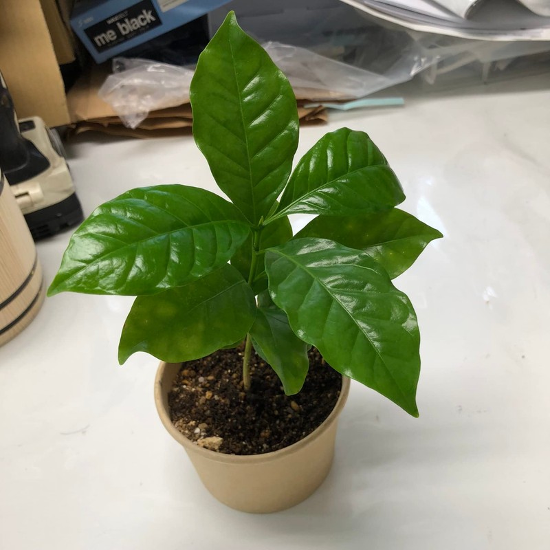 coffee tree cultivation kit