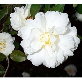 (1) - Mine No Yuki White Doves Camellia Sasanqua - Starter Plant (4L) (1 Live Plant)