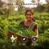 Gya Tea Co Moringa Herbal Tea Bags (100 Bags) -
