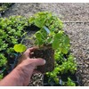 Climbing Hydrangea Anomala (petiolaris) - Live Plant - (1 QT)