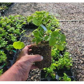Climbing Hydrangea Anomala (petiolaris) - Live Plant - (1 QT)