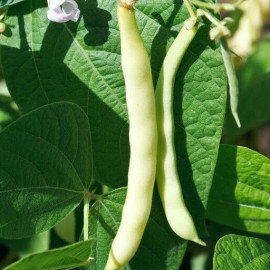 TomorrowSeeds Bai Bu Lao Romano Bean Seeds | Pole Beans White Light Green Flat Roma Seed 2025 - 30+ Count