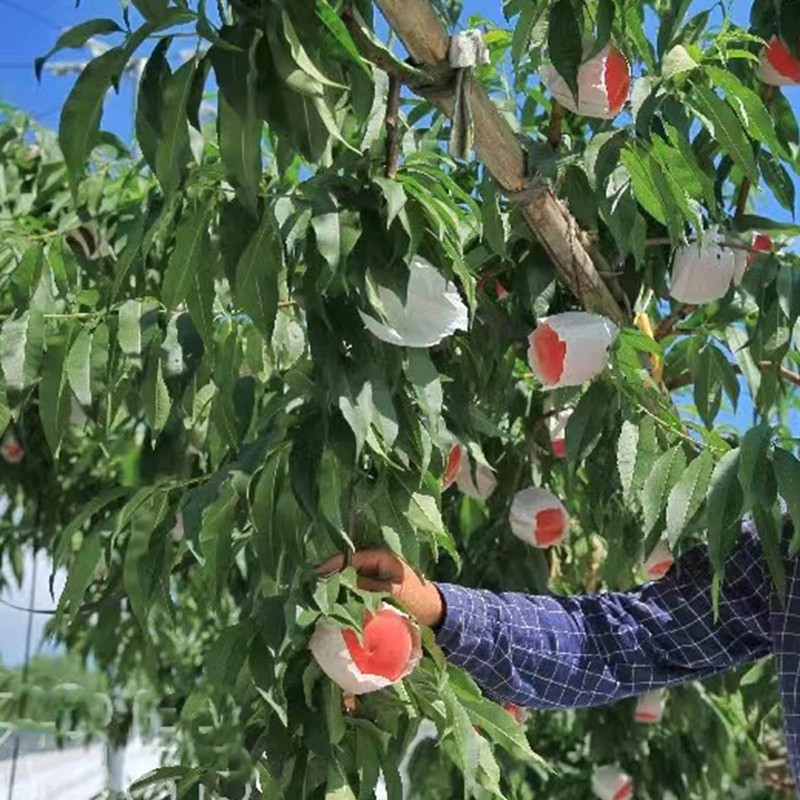 HouWanA Fruit Protection Paper Bags - 100pcs White Protection Covers