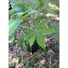 Unbranded Cassava  Yuca Manihot esculenta live plant in pot