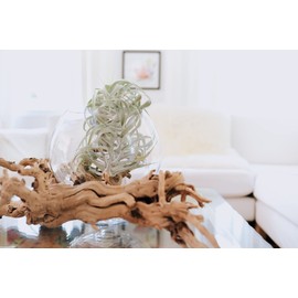 Air Plant Shop Tillandsia Cacticola Long Form Silver Air Plants - Wholesale and Bulk - Succulents - Live Tillandsia - Easy Care Indoor and Outdoor House Plants