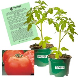 Clovers Garden Mountain Pride Tomato Plant – Two (2) Live Plants – Not Seeds – Each 5" to 7" Tall, in 3.5 Inch Pots