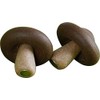 Decorative Magnet Shiitake Mushroom Strong Fridge Magnet Approx. 3.5 -
