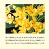 L'Occitane Osmanthus Shower Gel 8.5 fl oz (250 ml) Body