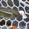 LUCKY CRAFT Micro Kra Pi DR 2 Hook SS Fishing