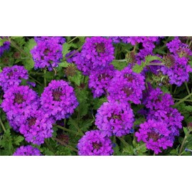 zellajake Rare Flower Seeds 200+ Purple Moss Verbena Flower Seeds