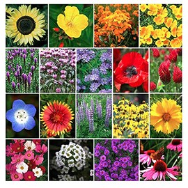 13,000 Pollinator Attracting Wildflower Seeds - 1 Ounce - Attracts Bees, Butterflies, and Other Beneficial Insects, Bees Knees Mix