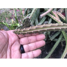 Cactus 5 Tip Cuttings For Grafting Night Blooming Cereus Cactus Queen of the Night LIVE