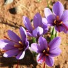 2 x 0.5g Select Grade Saffron Stamens