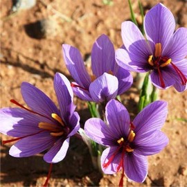 2 x 0.5g Select Grade Saffron Stamens