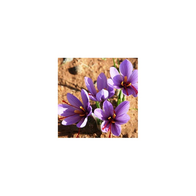 2 x 0.5g Select Grade Saffron Stamens