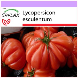 SAFLAX - Tomato - Costoluto Genovese - 10 Seeds - Lycopersicon esculentum