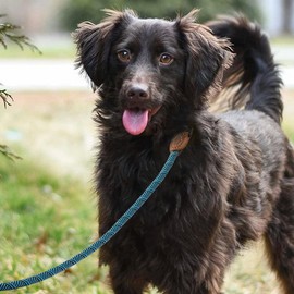 Mile High Life | Mountain Climbing Dog Rope Leash with Heavy Duty Metal Sturdy Clasp | Genuine Leather Tailored Connection with Strong Stitches (Turquoise Green, 48 Inch (Pack of 1))