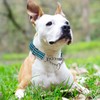 Martingale Collar for Dogs - Heavy Duty No Pull Dog