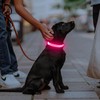 Illumifun LED Dog Collar | USB Rechargeable Light Up Dog
