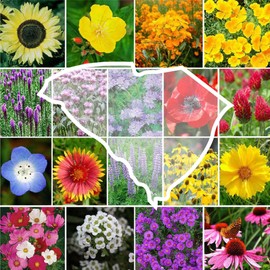 Eden Brothers South Carolina Wildflower Mixed Seeds for Planting, 1 lb, 480,000+ Seeds with WallFlower, Primrose | Attracts Pollinators, Plant in Spring or Fall, Zones