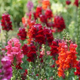 Eden Brothers Snapdragon Seeds - Passion (Red) Mix