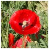 Everwilde Farms - 1 Oz Red Poppy Wildflower Seeds -