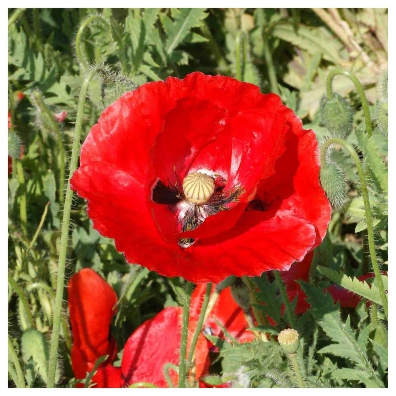 Everwilde Farms - 1 Oz Red Poppy Wildflower Seeds -