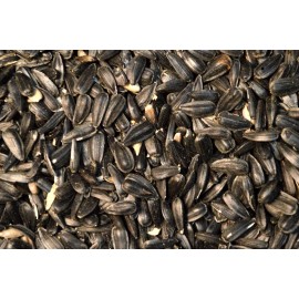 Midwest Grown Black OIL SUNFLOWER Seed Feed Wild Song Bird Food Microgreens Midwest Grown USA  - 15 Ounces