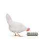 Beeztees BZ Chicken Snack Roller 22.5 x 6.5 cm Grey