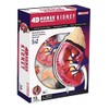 4D Master Human Anatomy Kidney Model Kit, One Color