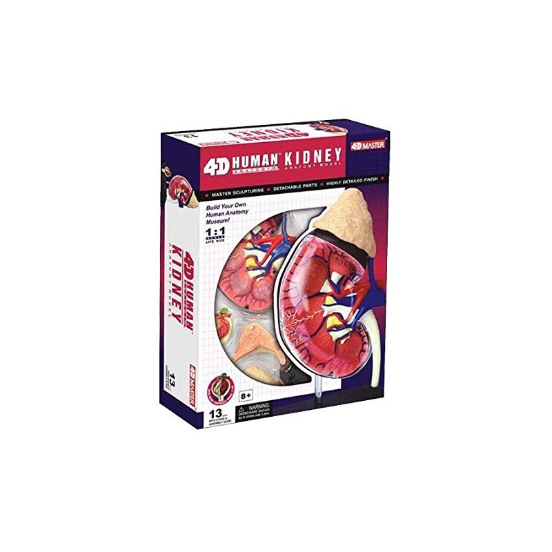 4D Master Human Anatomy Kidney Model Kit, One Color