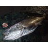Berkley Super Fireline Ultra 8 No. 2.0 / 30lb, 150m