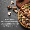 Organic Wellness - Botella de mezcla de hongos (30 SRV)