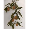 Jujube T608A (2)Georgia GA866 Jujube Tree 8" Thin Cutting For