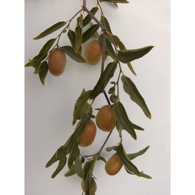 Jujube T608A (2)Georgia GA866 Jujube Tree 8" Thin Cutting For